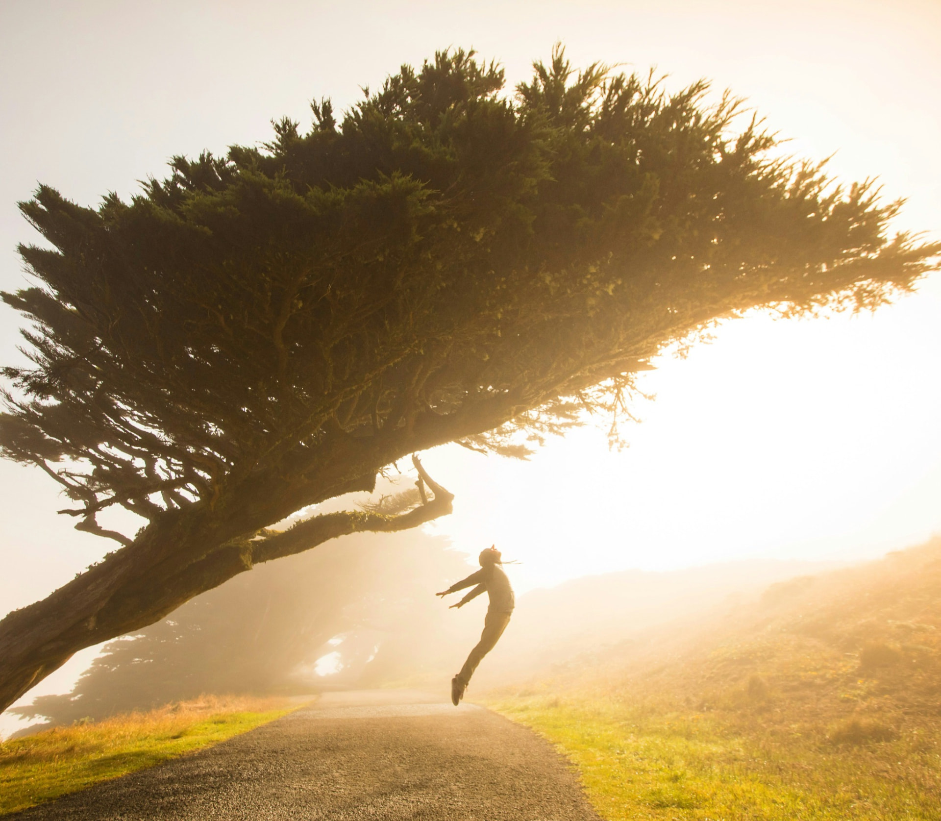 A person beneath a windswept tree in sunlight