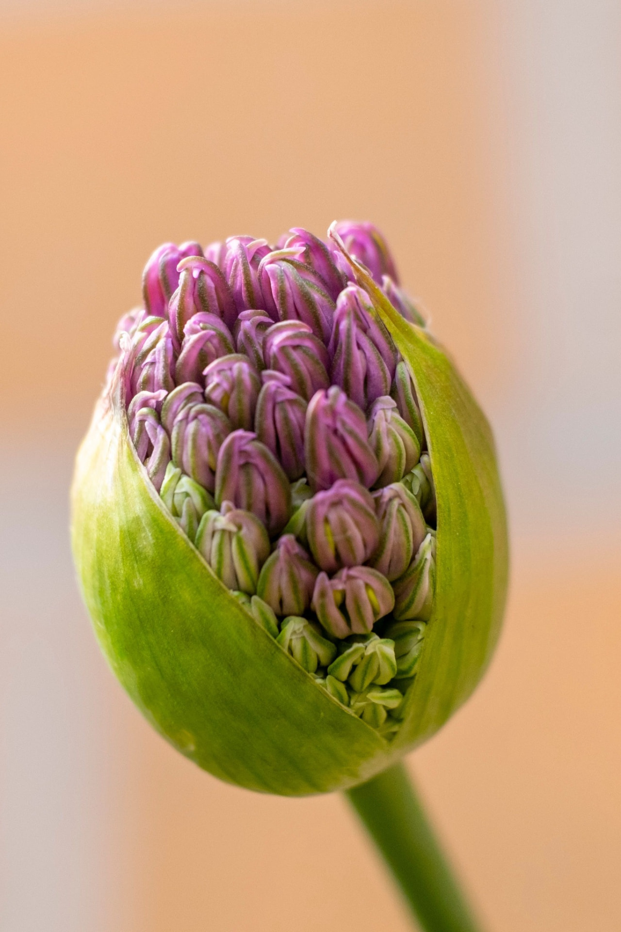 Blossoming potentiality
